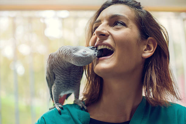 istock Gray parrot biting young veterinarian for her teeth. 504980072