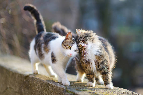dos hermosos gatos en resorte - miaowing fotografías e imágenes de stock
