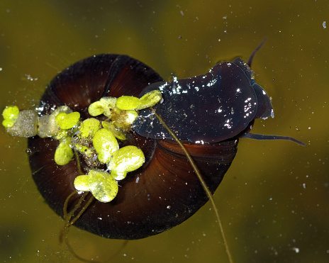 An aquatic snail in the family Lymnaeidae, crawling towards camera