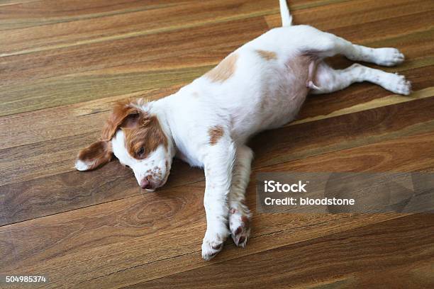 Puppy Stretch Stock Photo - Download Image Now - Dog, Lying Down, Brittany - France