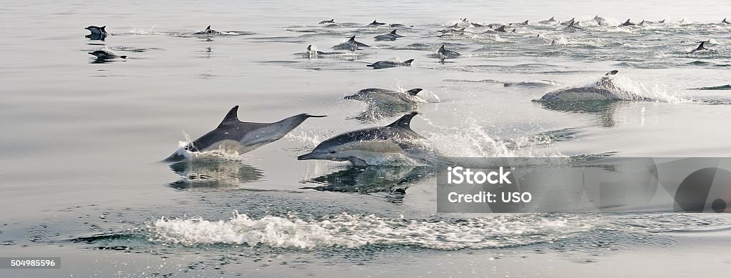 The Group of dolphins Group of dolphins, swimming in the ocean. South Africa Breathing Exercise Stock Photo