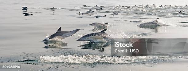 The Group Of Dolphins Stock Photo - Download Image Now - Breathing Exercise, Dolphin, India