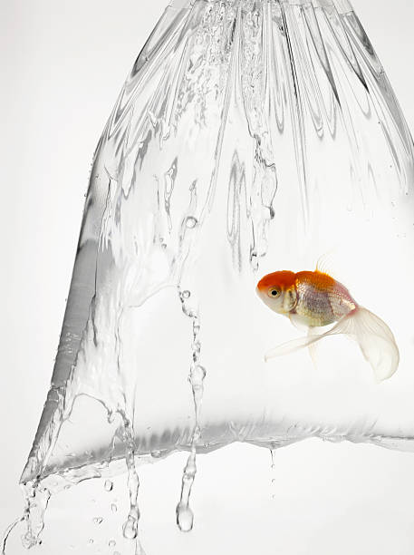 istock Goldfish in a plastic bag filled with water 504986690