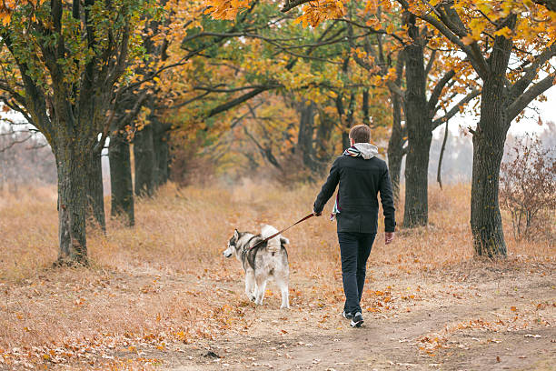 istock man walking with a dog Husky 504986952