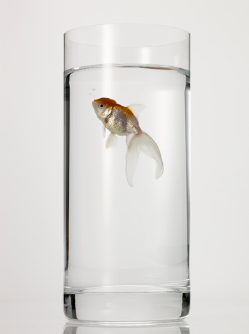 Goldfish in bowl staring at the water line.