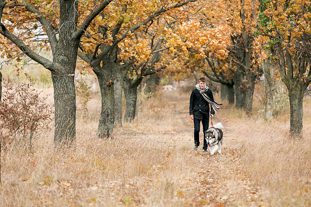 istock man walking with a dog Husky 504987030