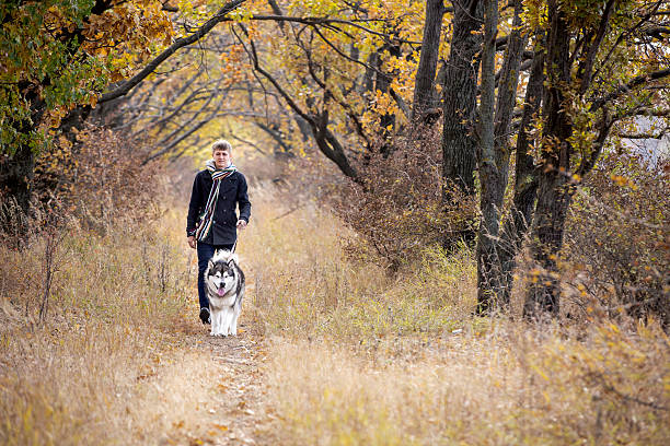 istock man walking with a dog Husky 504987270