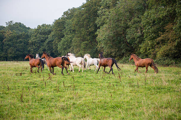 istock horses in a field 504987290