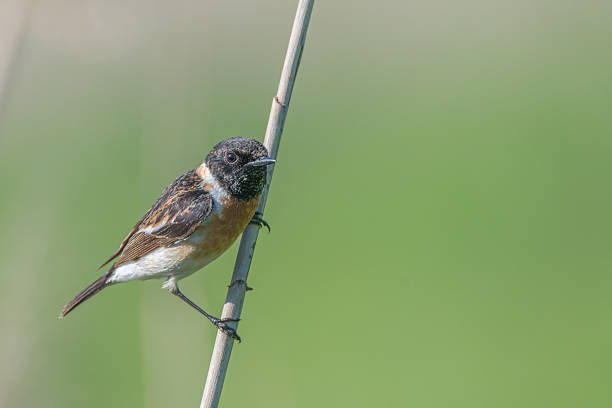 istock Male Europian stonechat 504988226