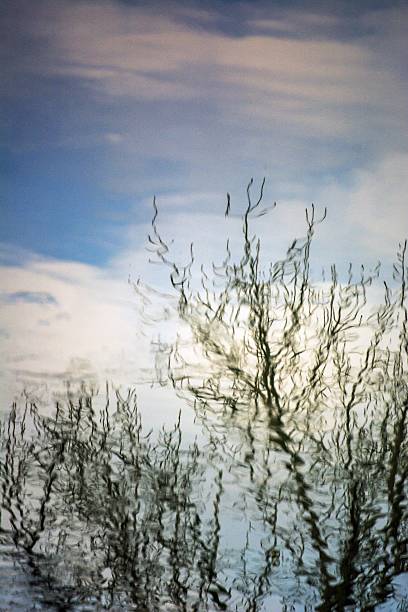 istock Trees are reflected in the water 504988634