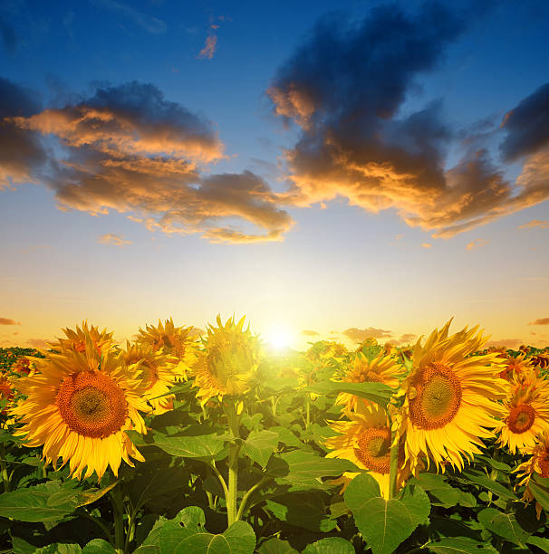 istock Sunflower field in the sunset. 504990272
