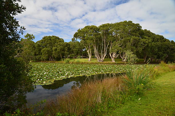 istock Swamp in Centennial Park, Sydney, Australia 504990474