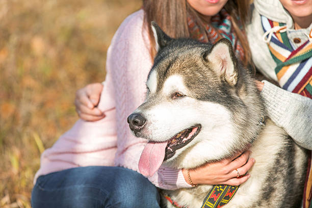 istock Man and woman walking with a dog 504990484