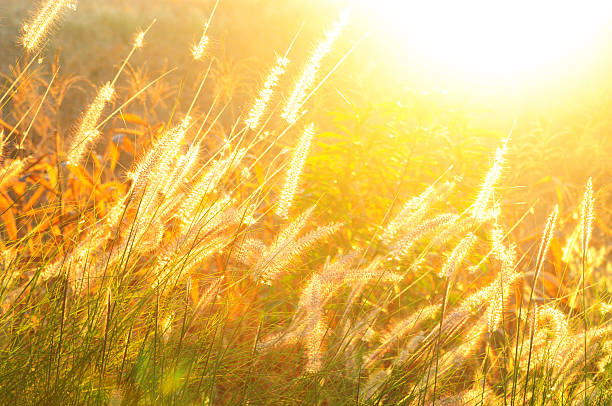 Hairy fountain grass in the morning stock photo