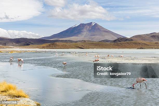 Colorful Lagoon In The High Andean Plateau Bolivia Stock Photo - Download Image Now