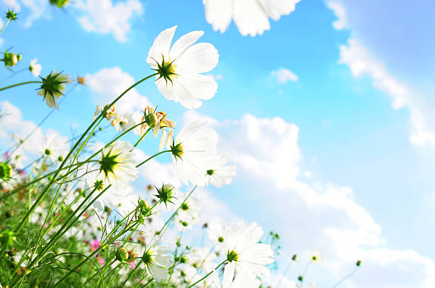 cosmos 꽃 및 스카이 - flower head sky daisy flower 뉴스 사진 이미지