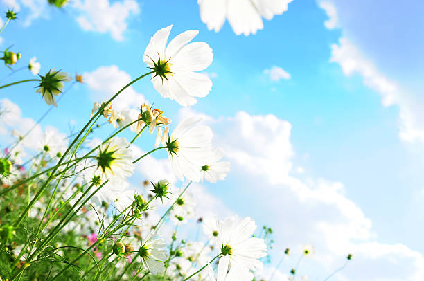 Cosmos flowers and the sky