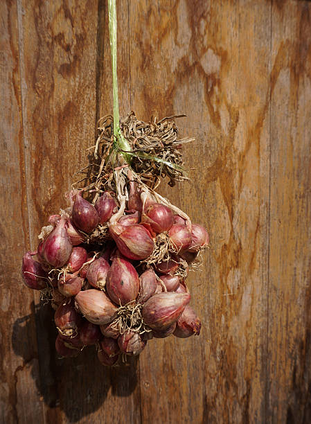 red onion hang on wood wall, Thailand