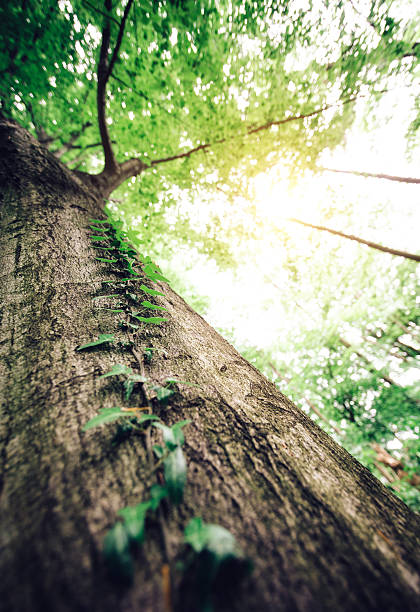 Ivy In Green Forest Ivy on beech tree in the forest. View from below. ivy tree bark wood stock pictures, royalty-free photos & images