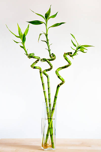 ecología fondo con tres bamboos en un florero, en la madera - bamboo shoot bamboo indoors plant fotografías e imágenes de stock