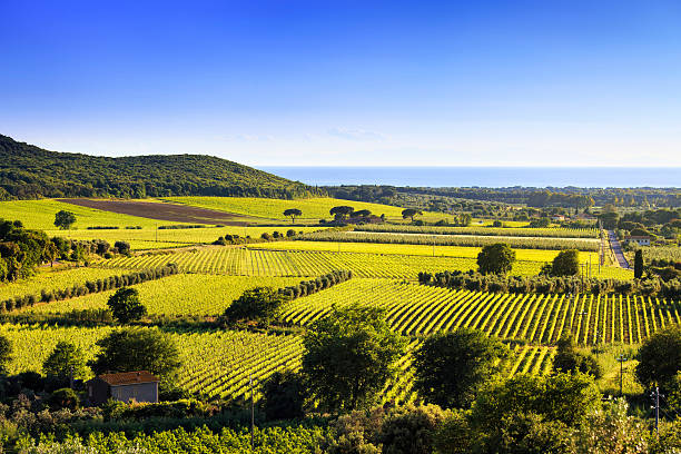 bolgheri y castagneto vineyard y isla de elba. maremma toscana - sun sunlight italy florence italy fotografías e imágenes de stock