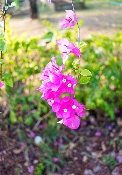 istock Bougainvillea flowers 504995440