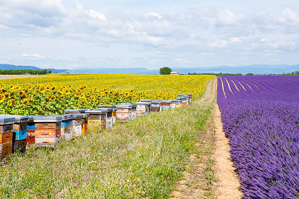istock Bee hives on lavender fields, near Valensole, Provence. 504995816