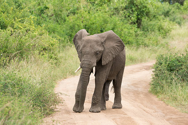 istock Elephant on the road, Uganda 504995998