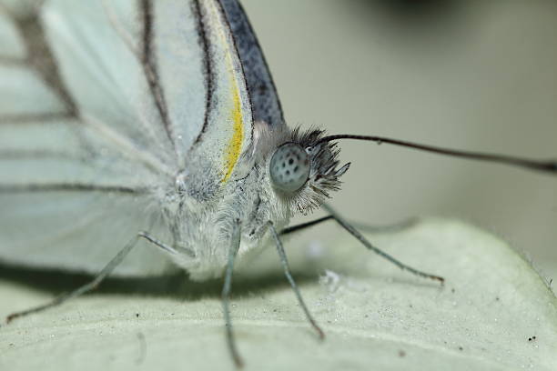istock Small insects in the garden 504996000