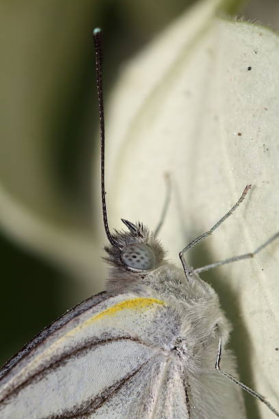istock Small insects in the garden 504996248