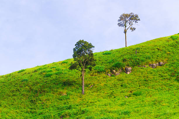 istock Landscape of the mountain 504996464