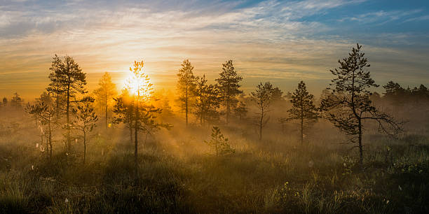istock Bog landscape in the morning 504996660