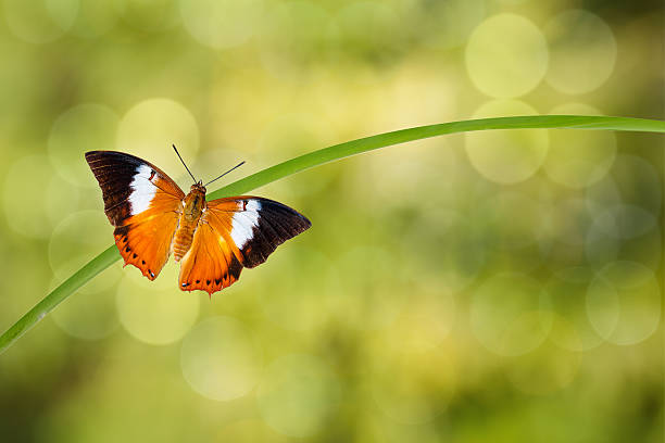 istock Tawny Rajah butterfly resting on twig 505016036