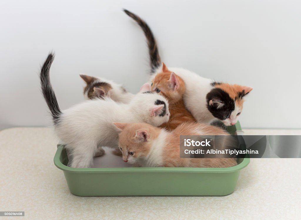 Kittens sitting in cat toilet Little kittens sitting in cat toilet Litter Box Stock Photo