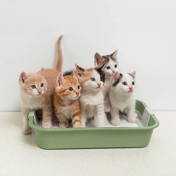 Photo of Kittens sitting in cat toilet