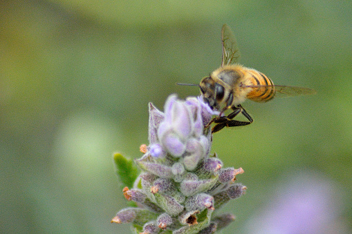 Bee working on lavender flower