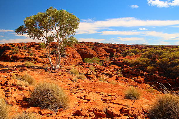 kings canyon, austrália - watarrka national park - fotografias e filmes do acervo