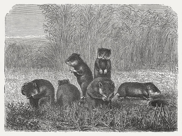 hamster, holz-gravur, veröffentlichte im jahr 1873 - corn stubble illustrations stock-grafiken, -clipart, -cartoons und -symbole