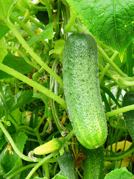 istock Green cucumber grows in garden 505018134