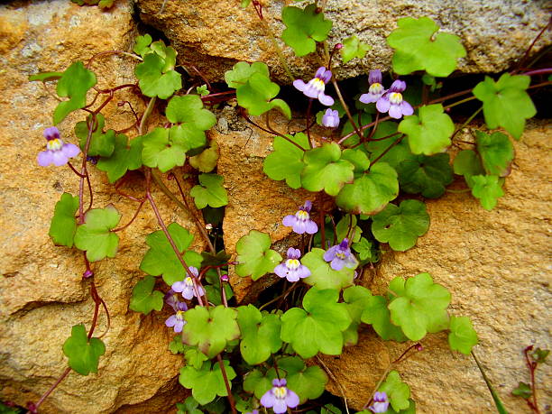 Cymbalaria muralis Cymbalaria muralis aka Ivy-leaved toadflax or Kenilworth Ivy trailing on a stone wall kenilworth castle stock pictures, royalty-free photos & images