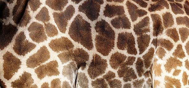 istock Genuine leather skin of giraffe with distinctive coat patterns 505018270
