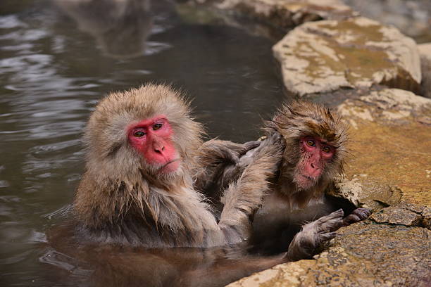 istock Monkeys at Wild Snow Monkey Park, Japan 505018368
