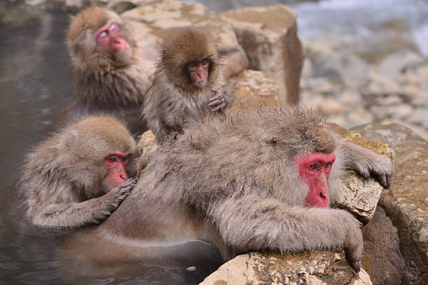 istock Monkeys at Wild Snow Monkey Park, Japan 505020000
