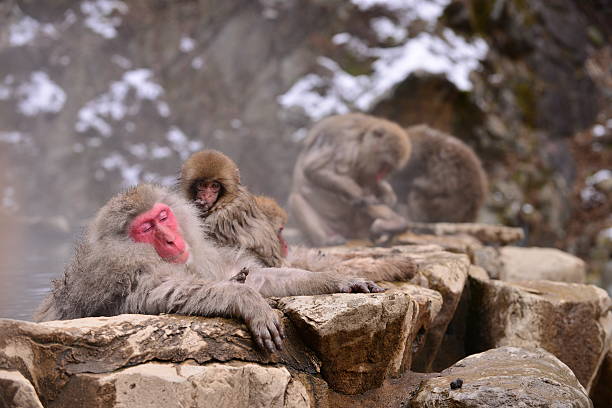 istock Monkeys at Wild Snow Monkey Park, Japan 505020238