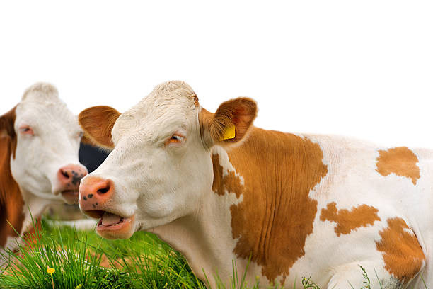 istock Brown and White Cows Isolated on White 505020430