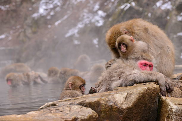istock Monkeys at Wild Snow Monkey Park, Japan 505020440