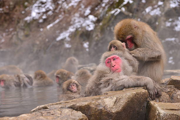 istock Monkeys at Wild Snow Monkey Park, Japan 505020618