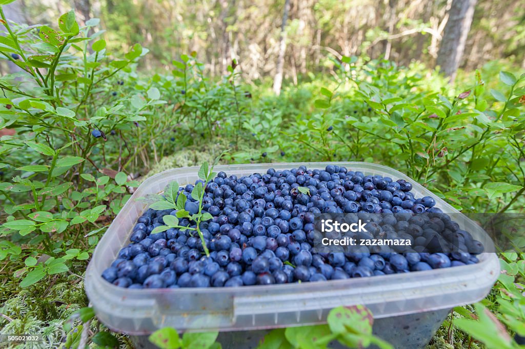 Jar full of blueberries in the forest There is the plastic Jar full of blueberries in the forest Agriculture Stock Photo