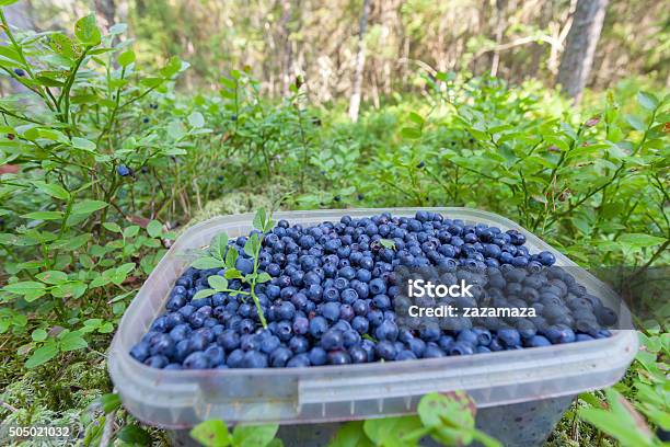 Jar Full Of Blueberries In The Forest Stock Photo - Download Image Now - Agriculture, Basket, Berry
