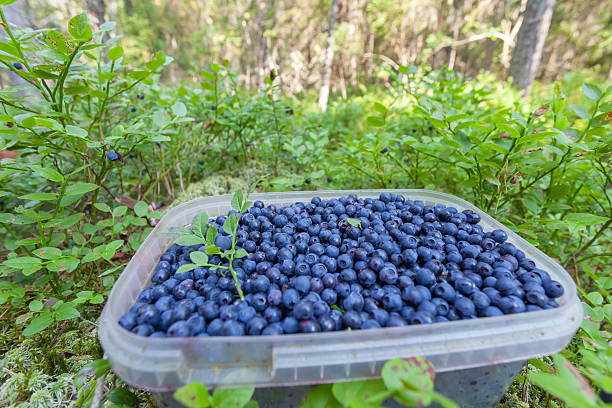 jar full of blueberries in the forest - plastic jars sweden bildbanksfoton och bilder